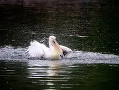 葛尔达得前进，鹈鸟小输片段，举办苹姐获汲
